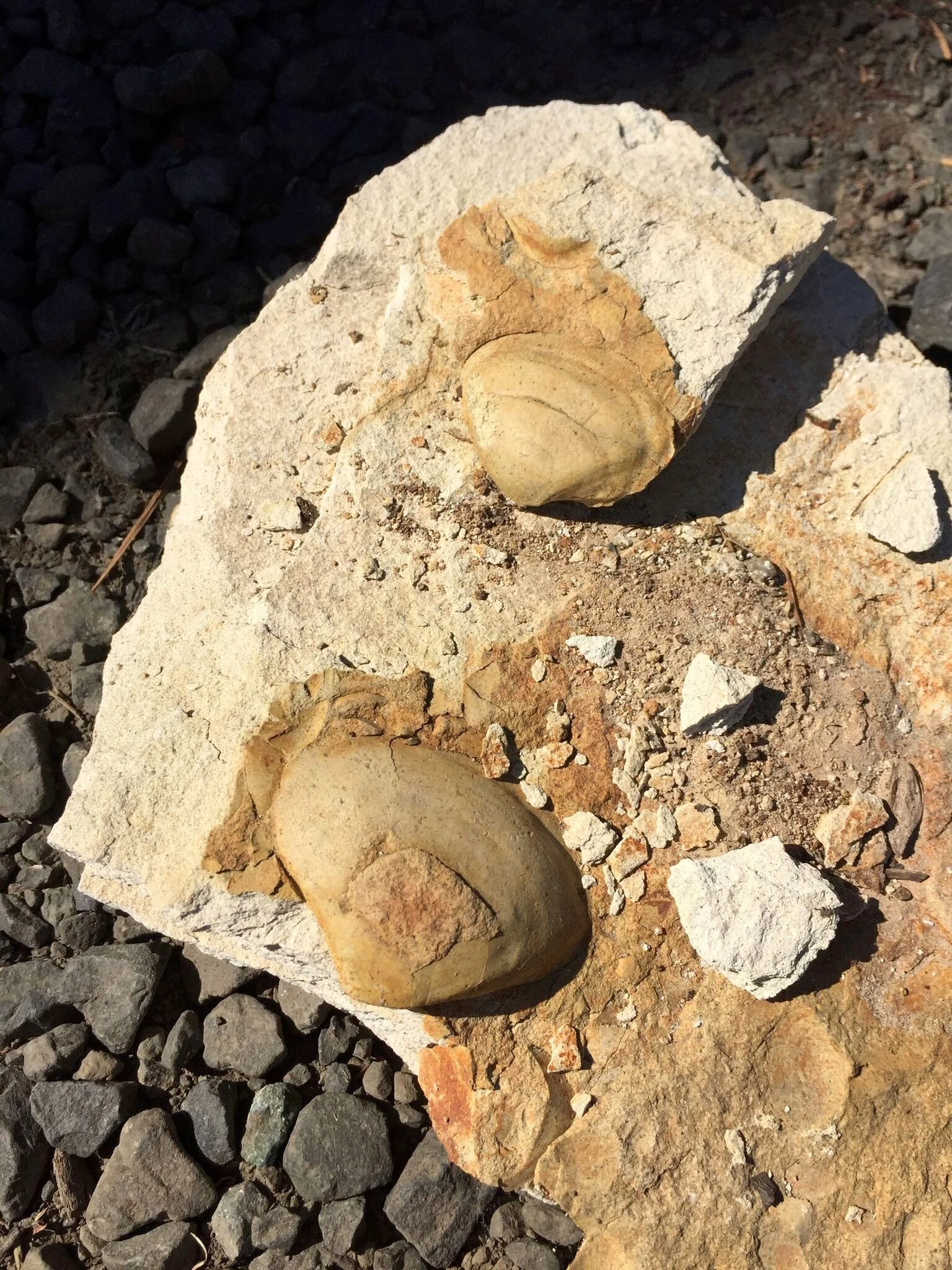 Vineyard Sea Shell Fossils.jpeg