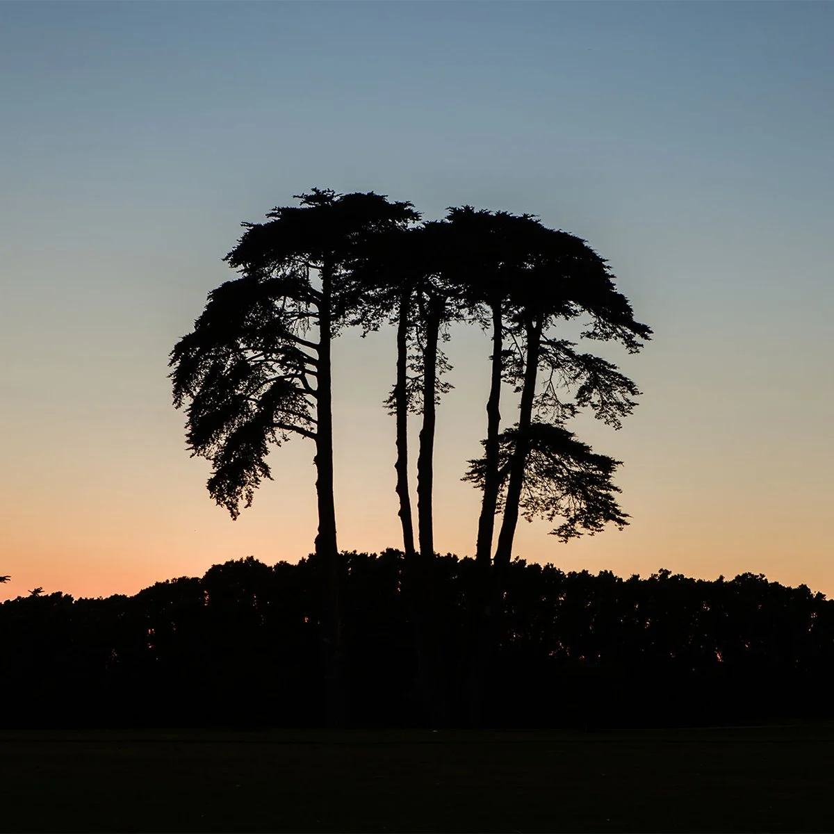 Presidio_9th_tree-6.jpg