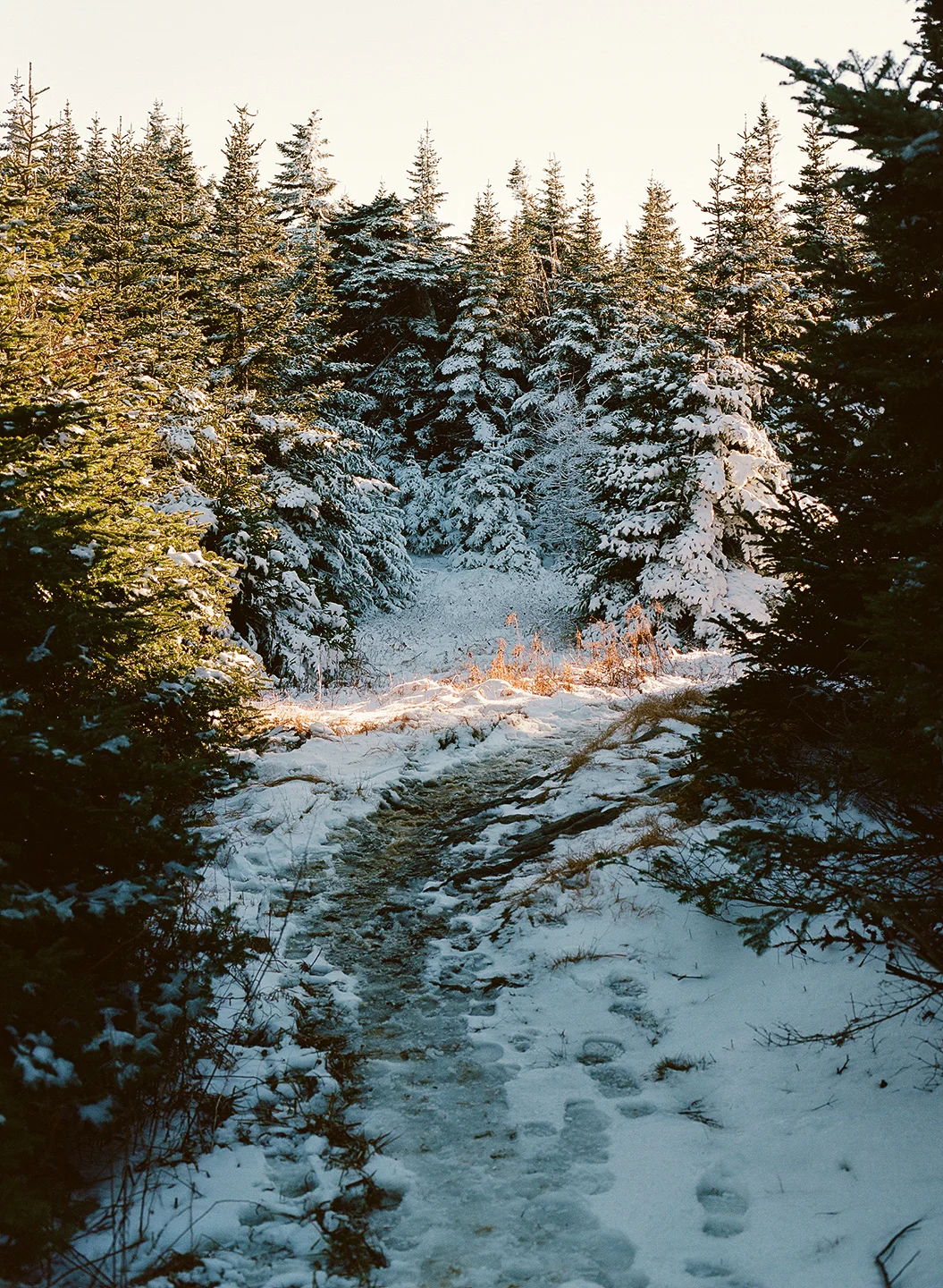 shevakafai-29.jpg