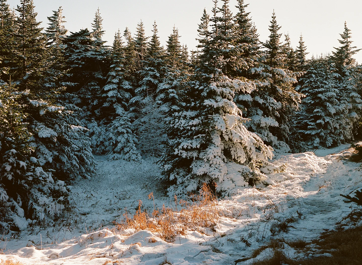 shevakafai-7.jpg
