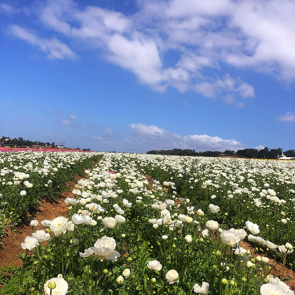 Whitagram-Image 13.JPG