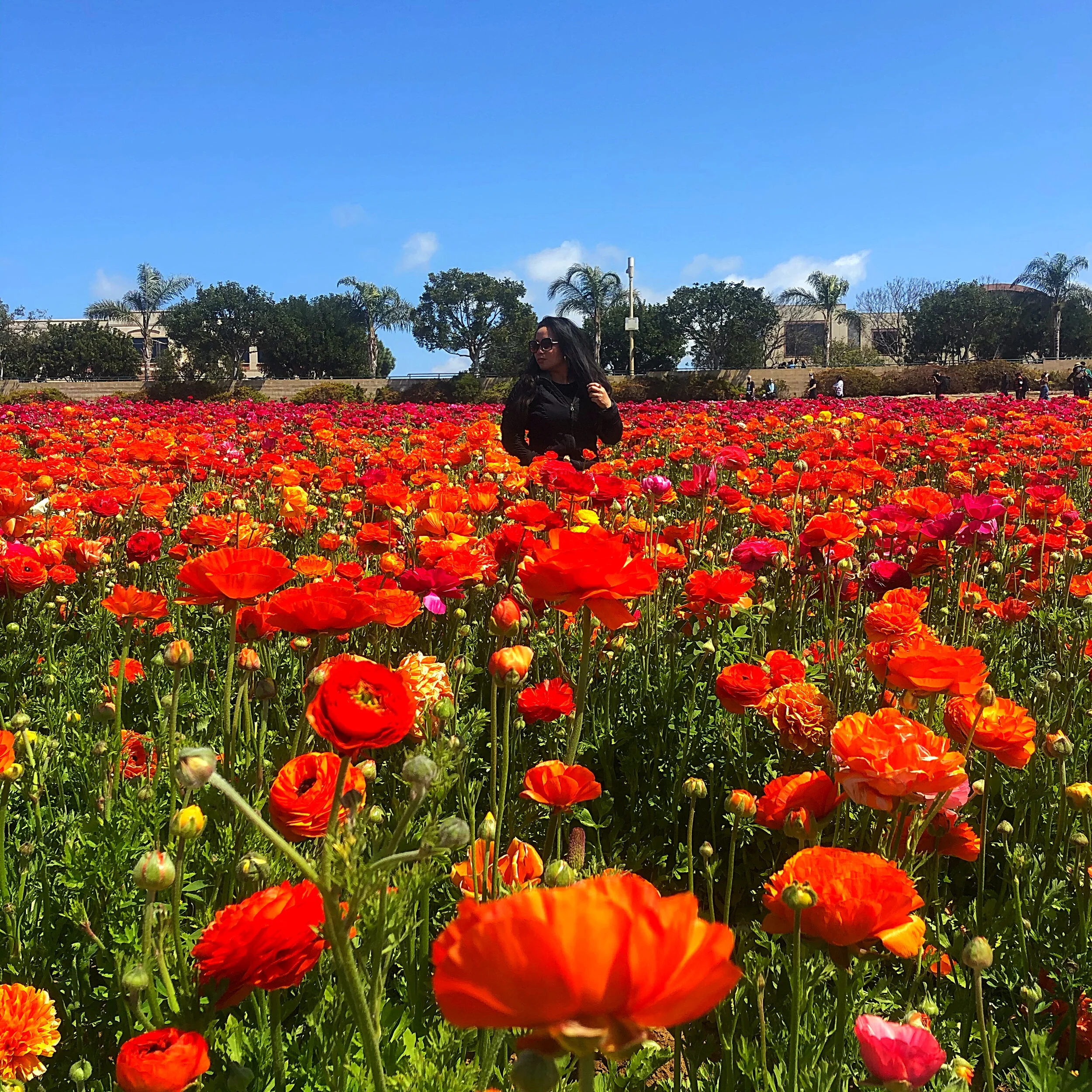 Full Bloom Springtime Fun at The Flower Fields in Carlsbad, California