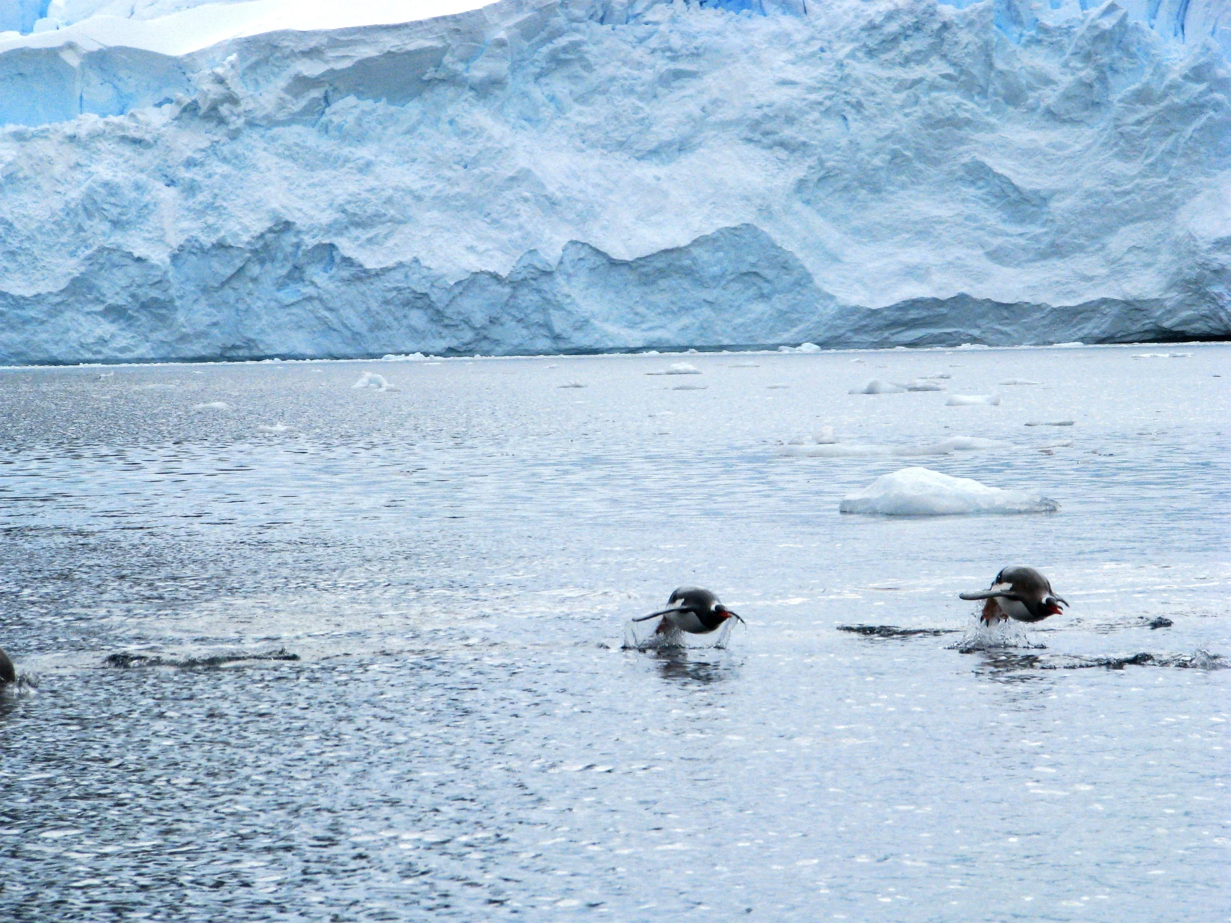 Penguins purposing, Antarctica