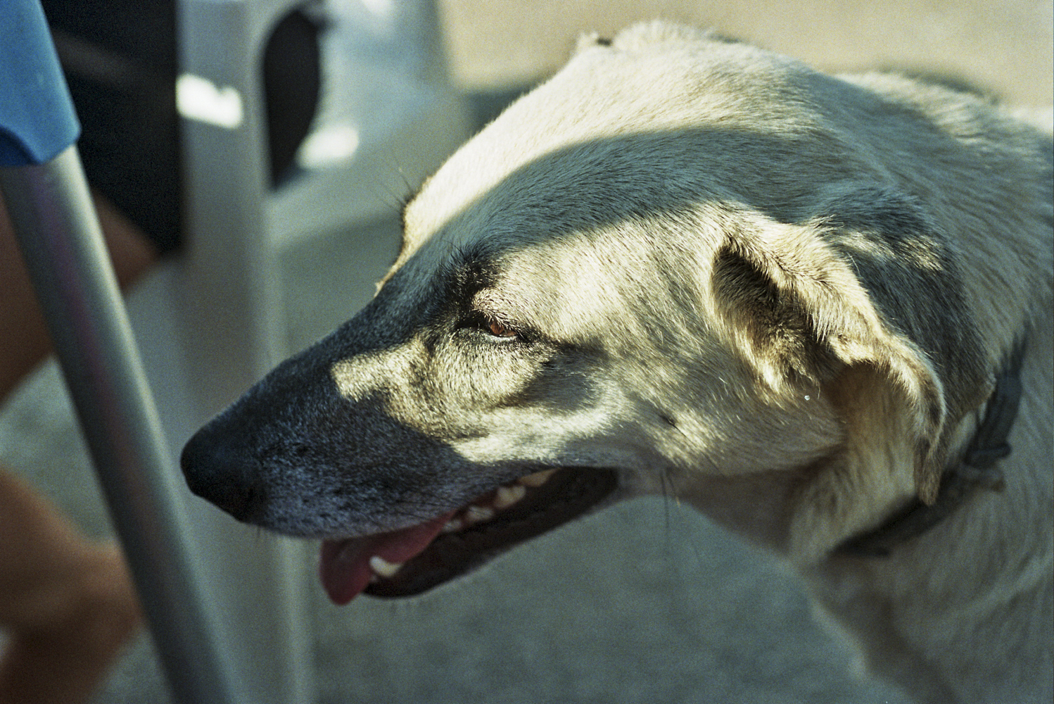 Lucy - Sicily, 2015