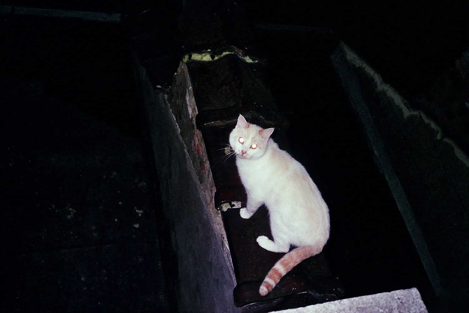 Cat - Brussels, 2016