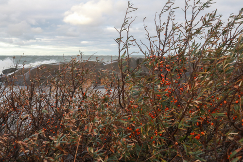 Sea Buckthorn berries and sauna in Finland