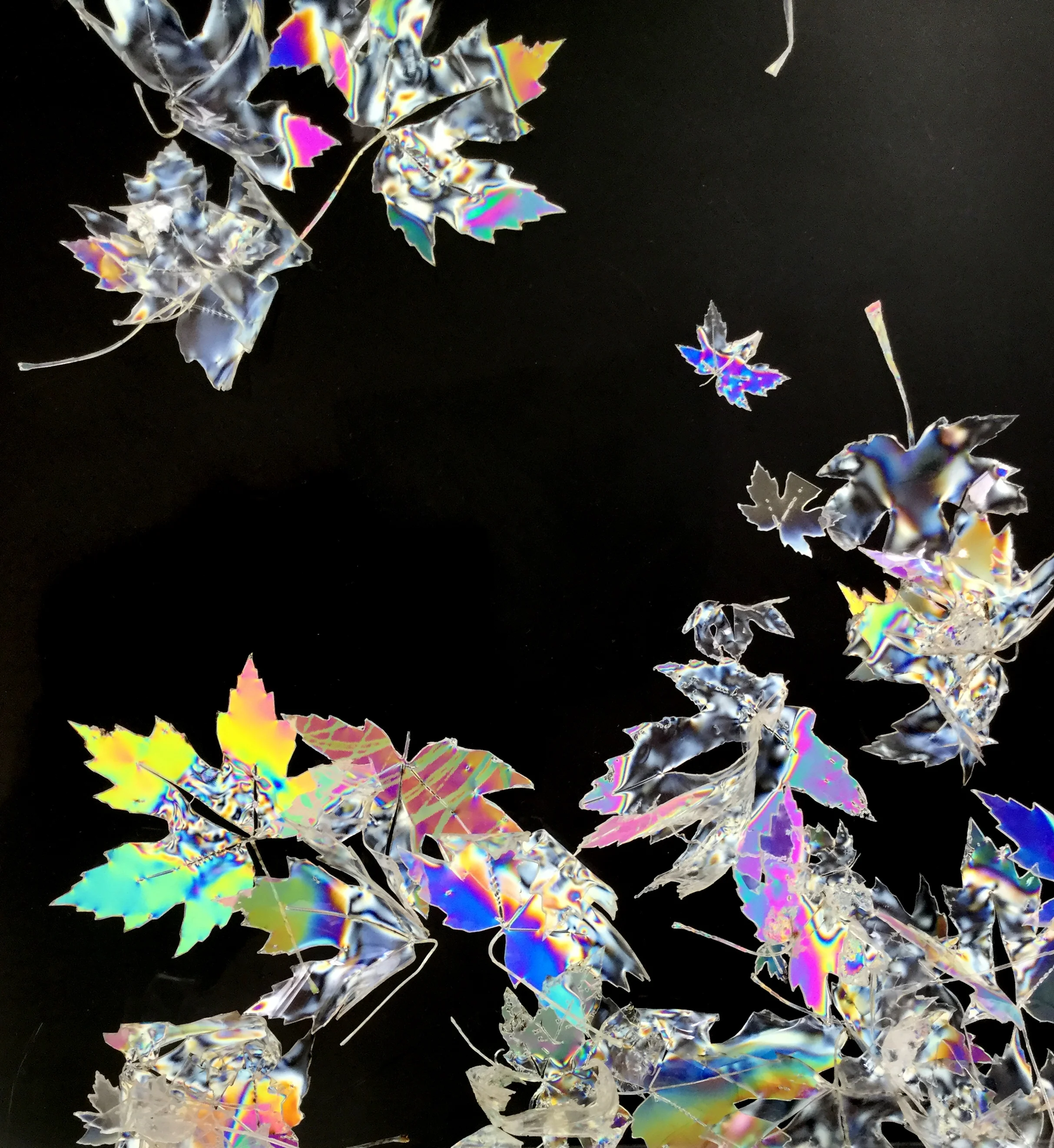 Resonance in leaves Installation 2017 in light and plastics