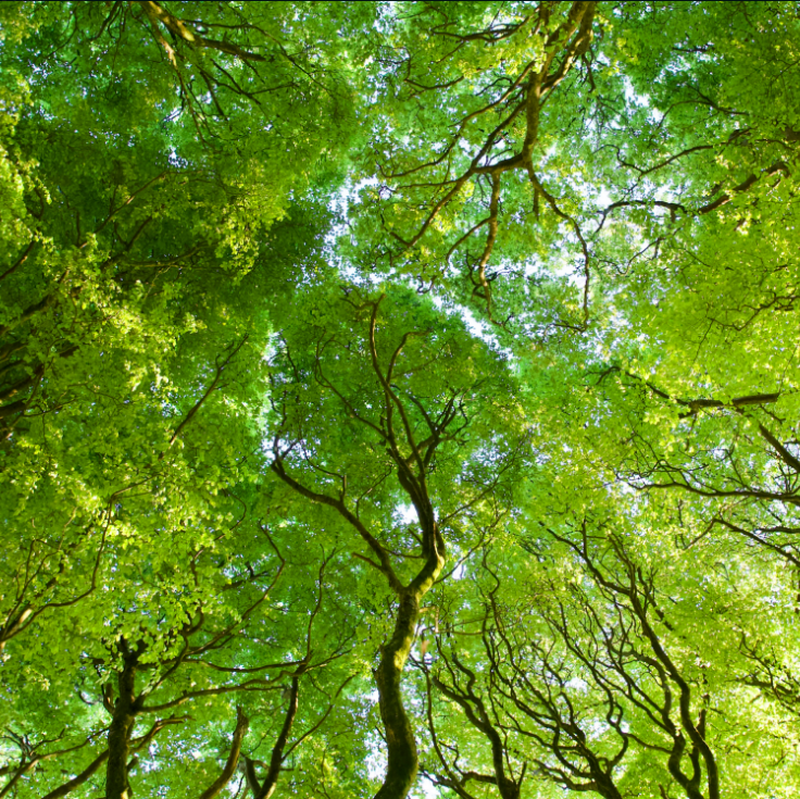 Spring Canopy