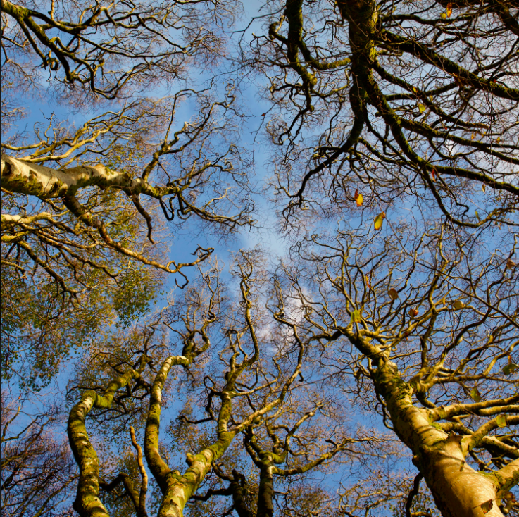 Windswept Tree Tops