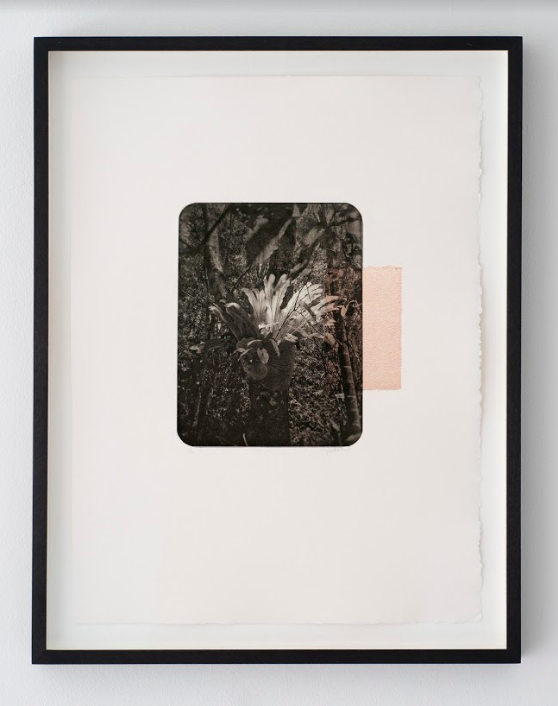 Stag Fern - Kristina Chan