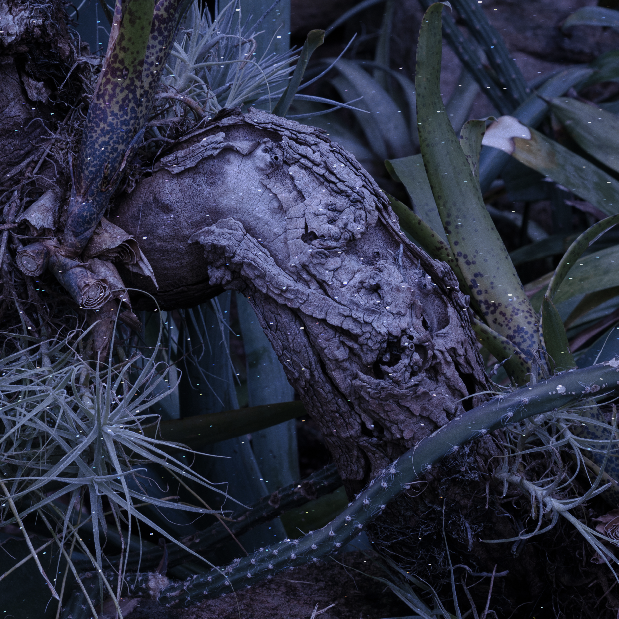 Understory II, pigment print, Kristina Chan, 2020, courtesy of the artist