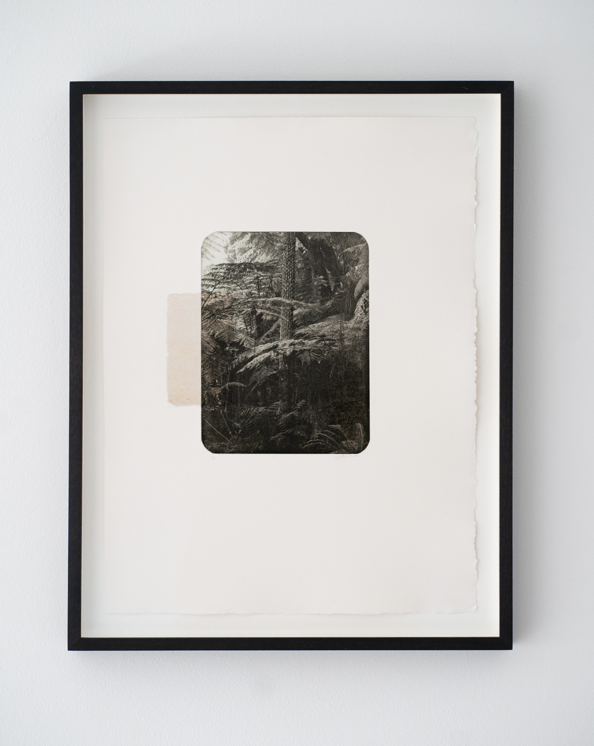 Ferns, etching, Kristina Chan, 2020, courtesy of the artist