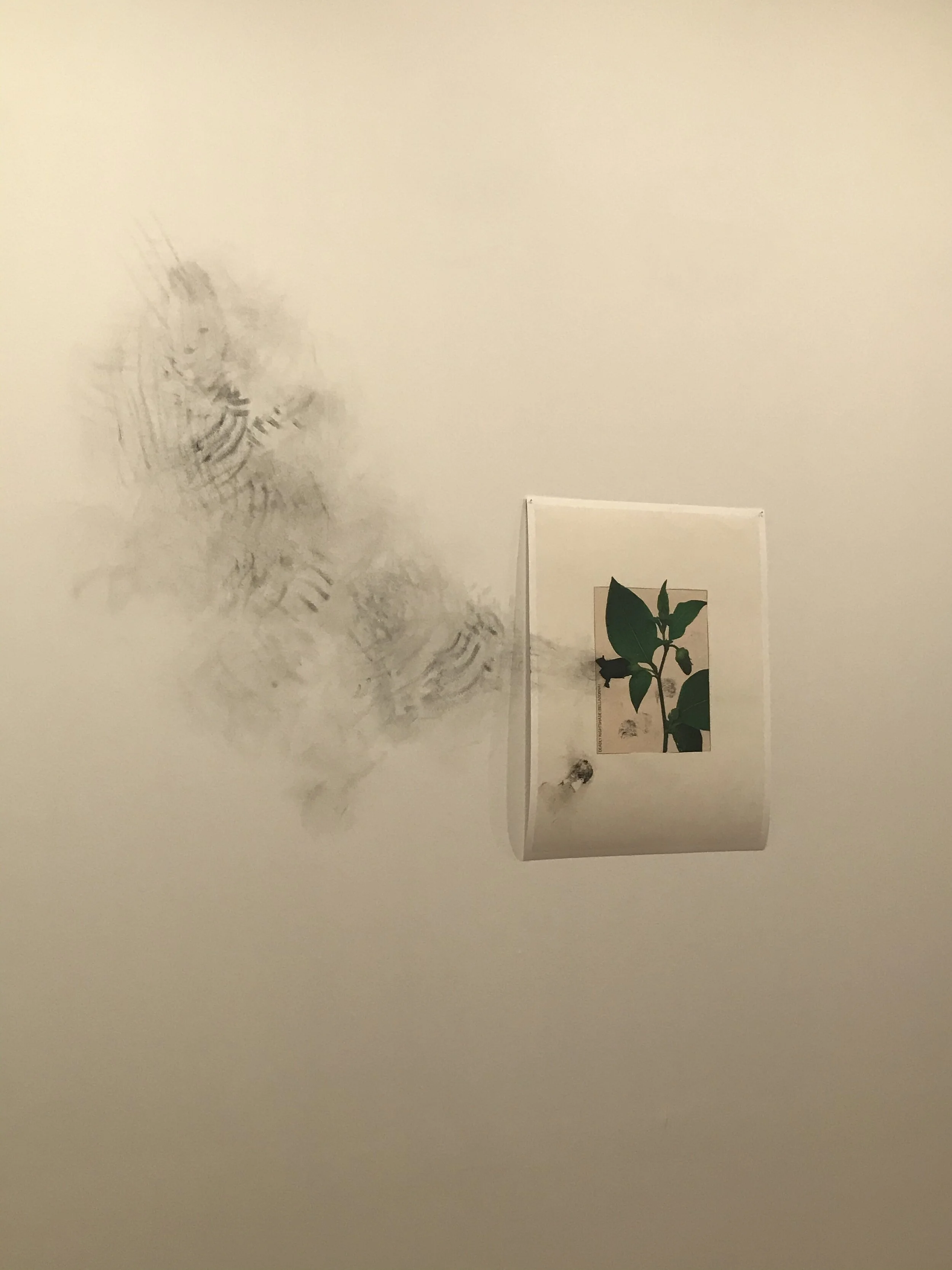 Tobacco Flower by Jimmy Robert