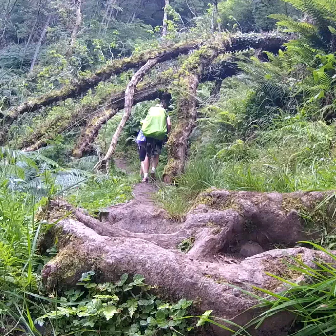 The British Jungle