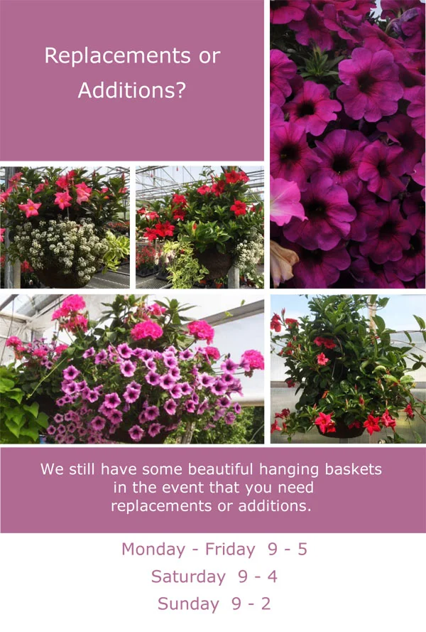 Still-Have-Hanging-Baskets-2018.jpg