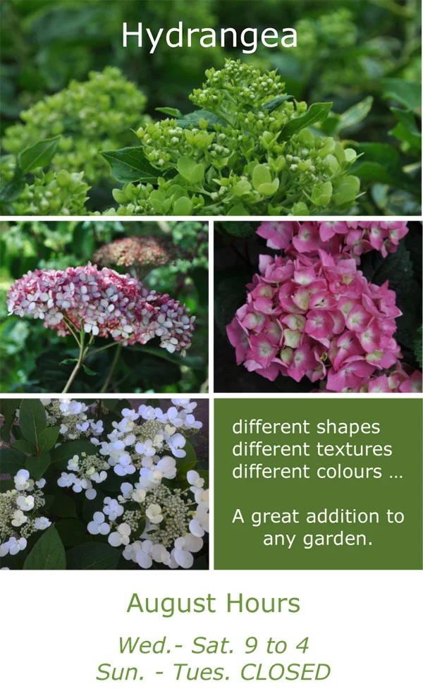 Hydrangea--2018.jpg