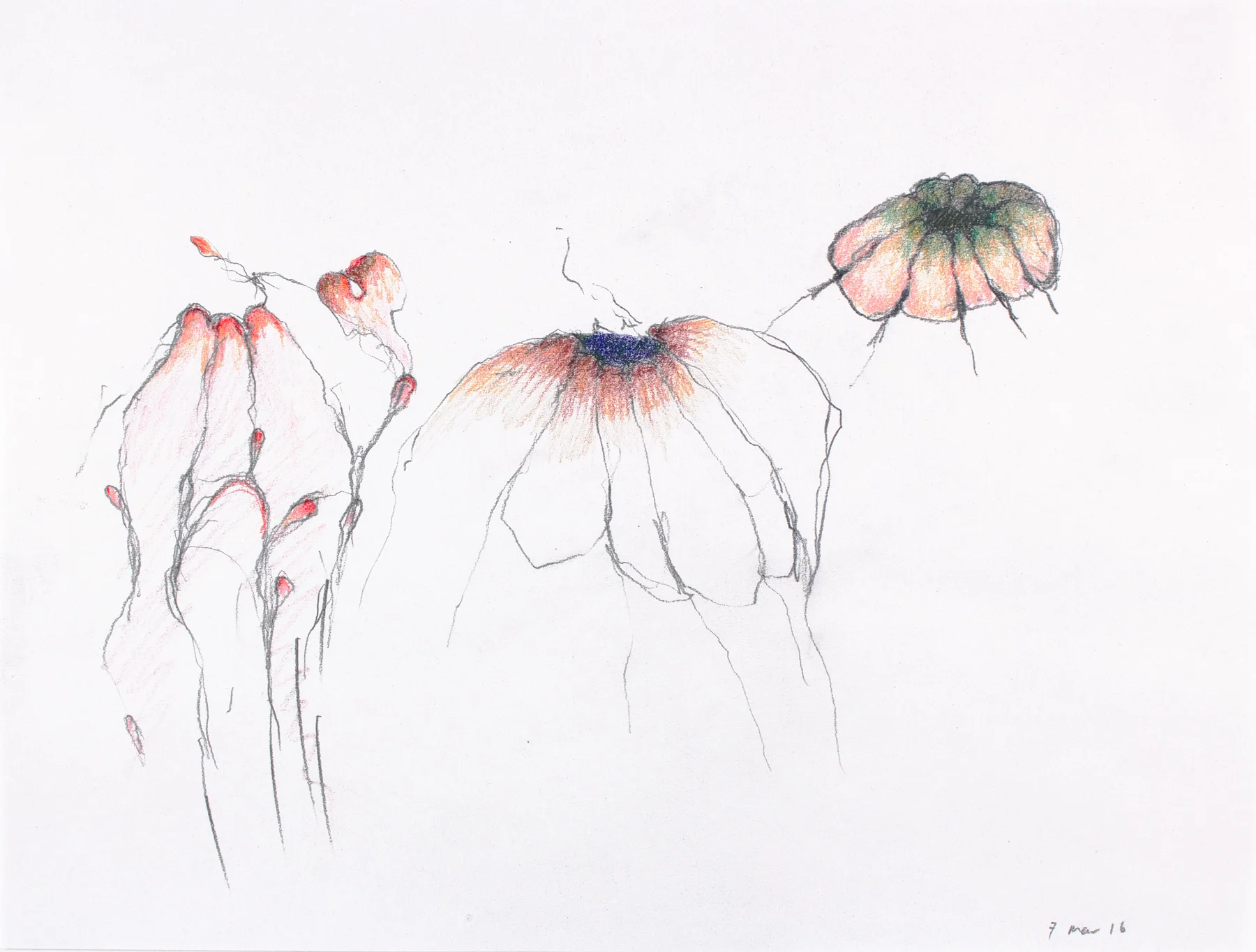 Study, pencil and colored pencil, 9 in x 12 in, 2016.