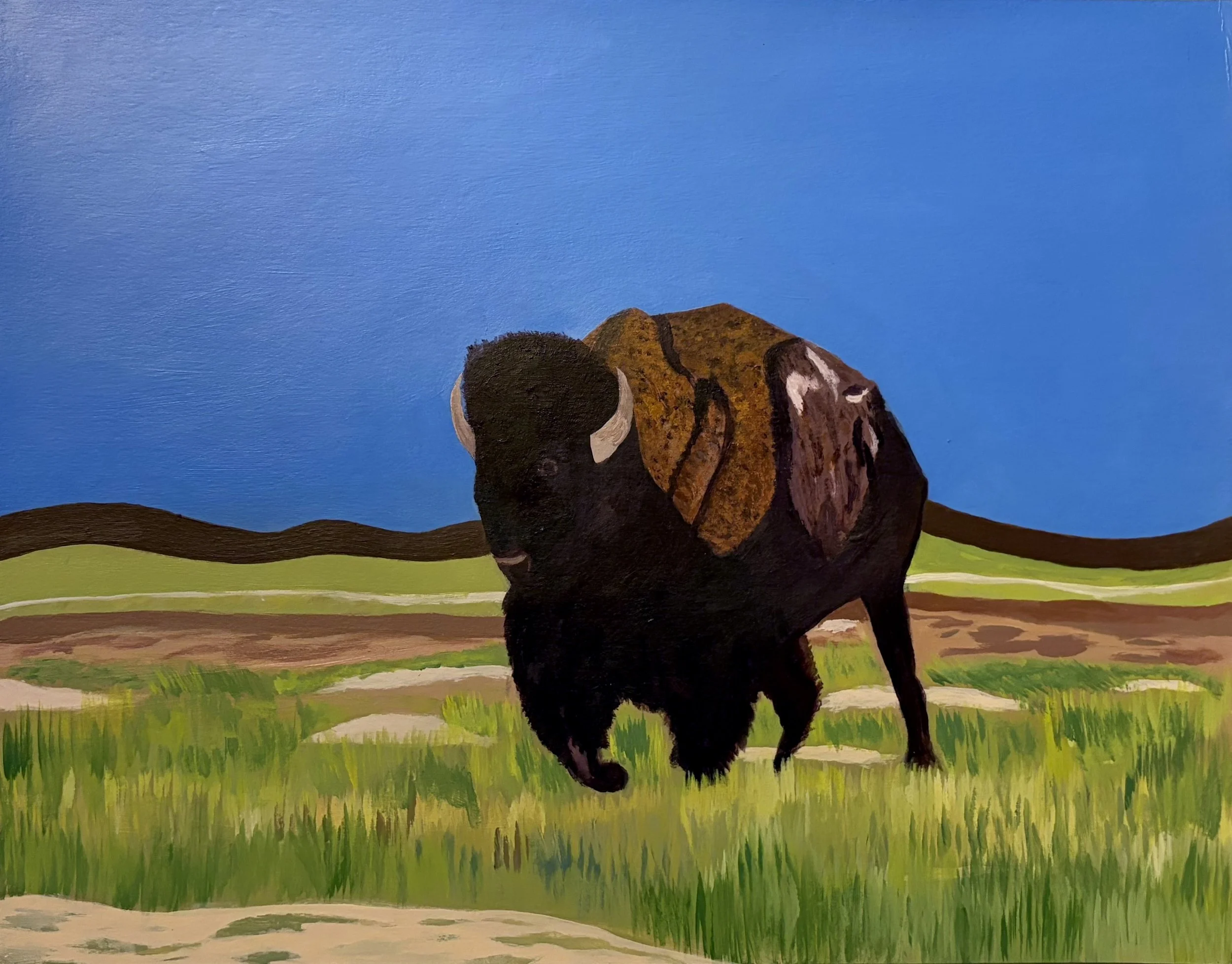 Badlands Bison