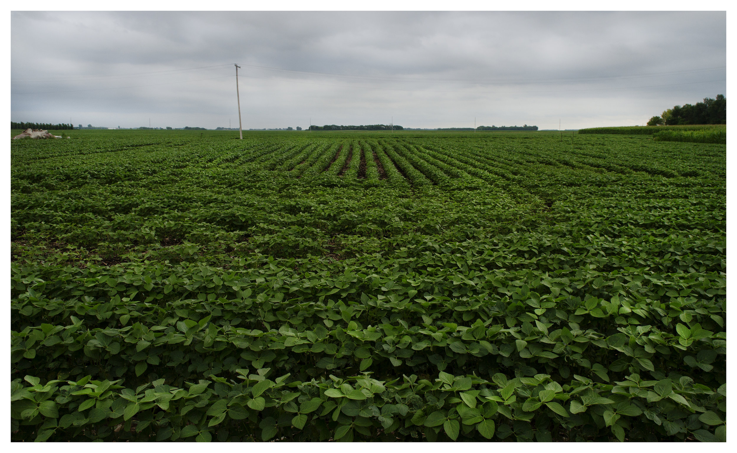 What 50% of southern Minnesota looks like. The other half is corn.