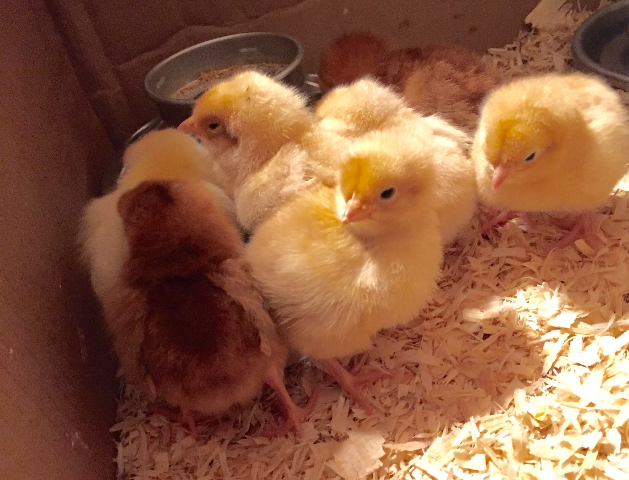baby chicks.jpg