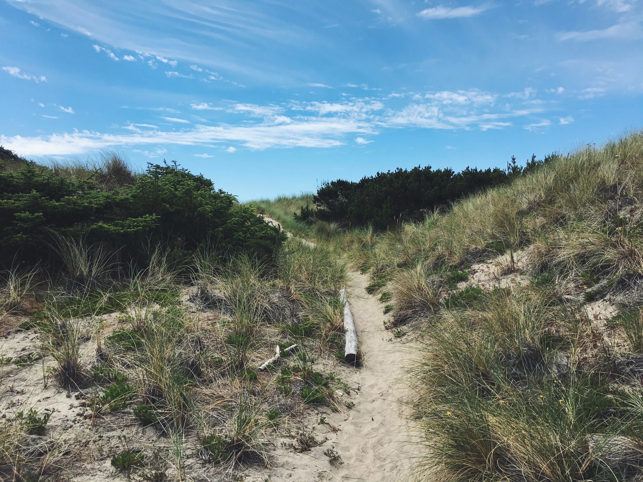 Trail through the dunes to the beach