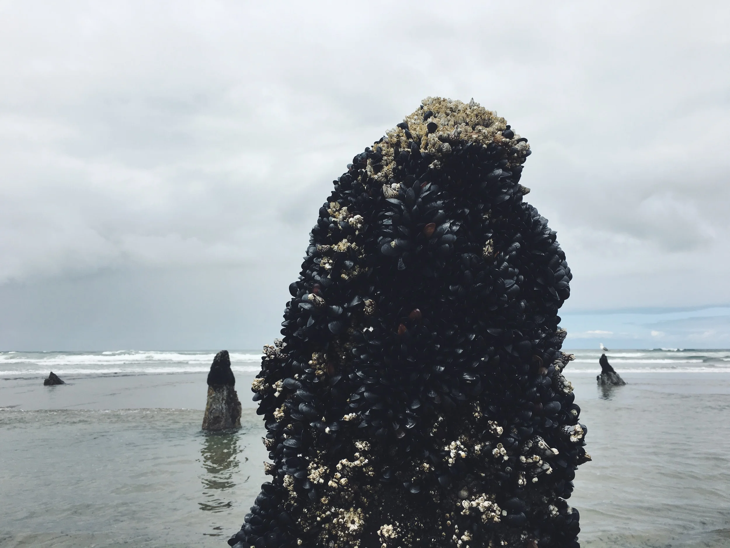 Ghost Forest at low tide