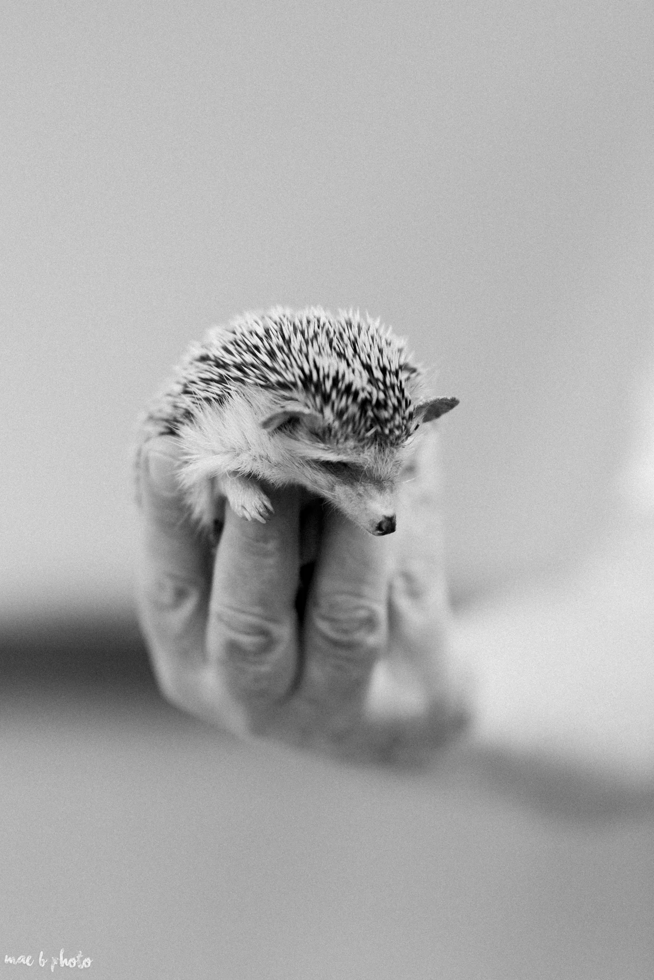 Kaylynn & Matt's Winter Zoo Wedding at The Cleveland Metroparks Zoo in Cleveland, Ohio Photographed by Mae B Photo-7.jpg