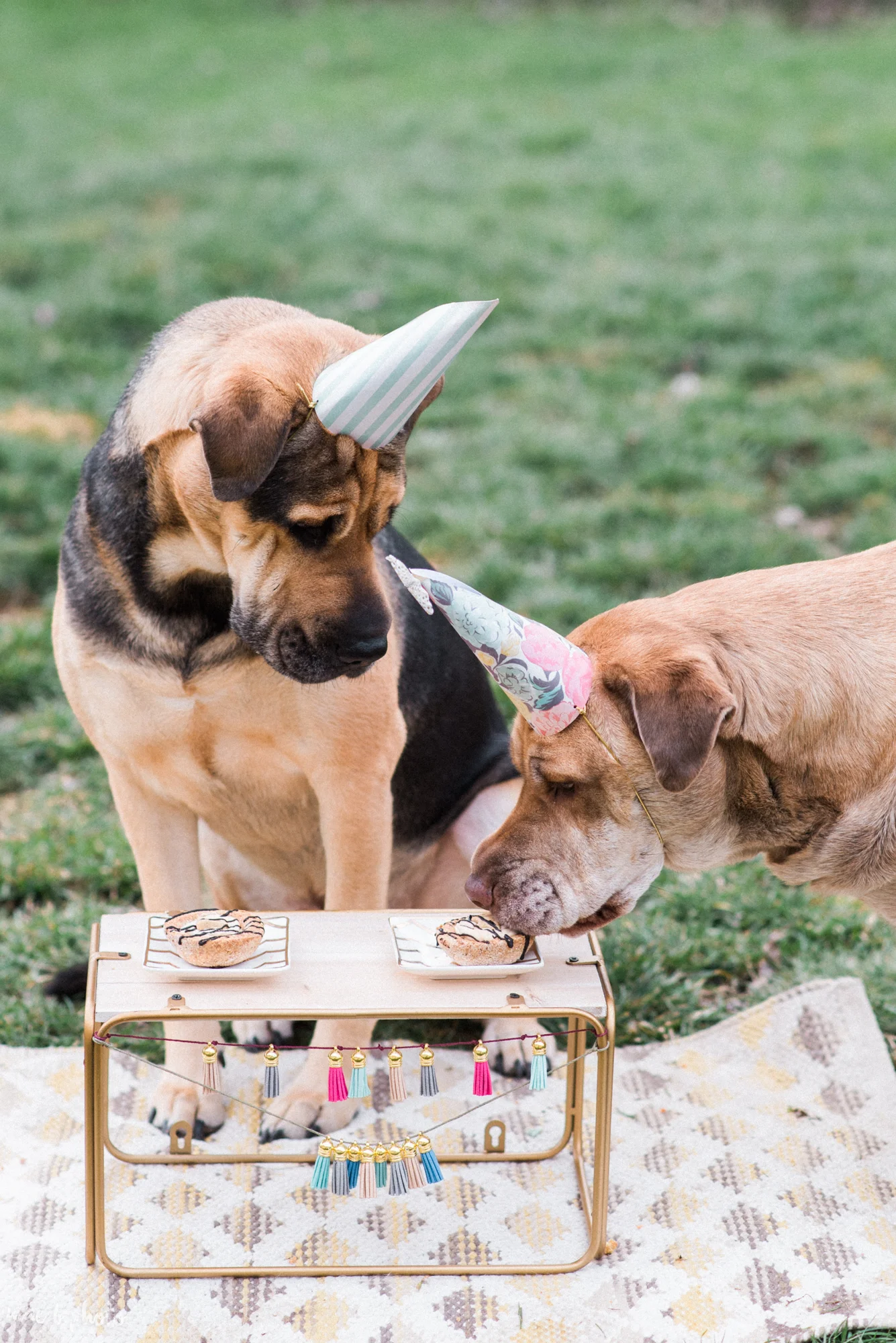 Meat & Sophie's 5th birthday party in youngstown ohio-19.jpg