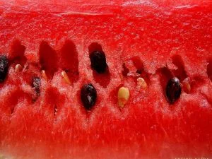 These Venezuelan watermelon (sandía) seeds are now protected by law from corporate takeover, while GMOs are banned. Photo: Rufino Uribe via Flickr (CC BY-SA).