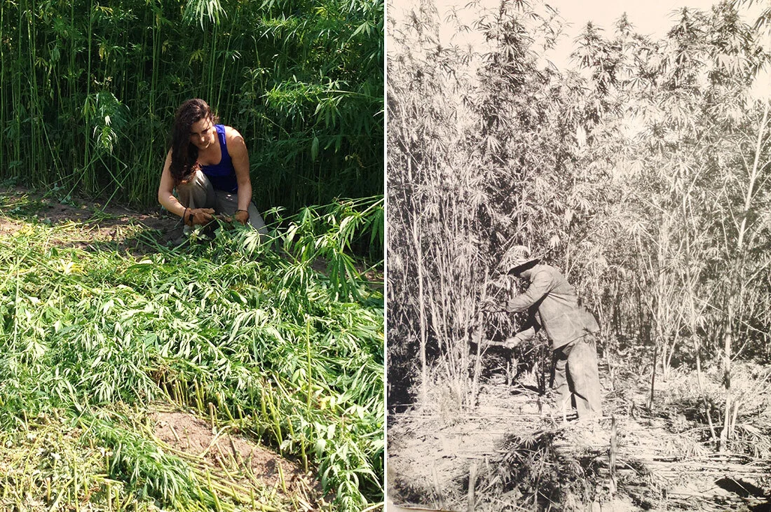 Hemp Harvest Past, Present and Future