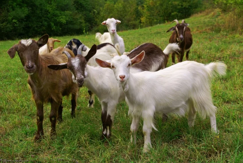 Goats-101.jpg