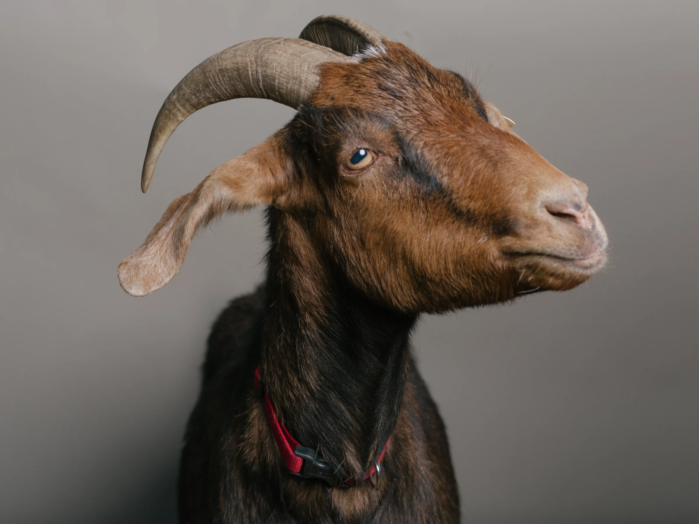 GOATS_07-2.JPG