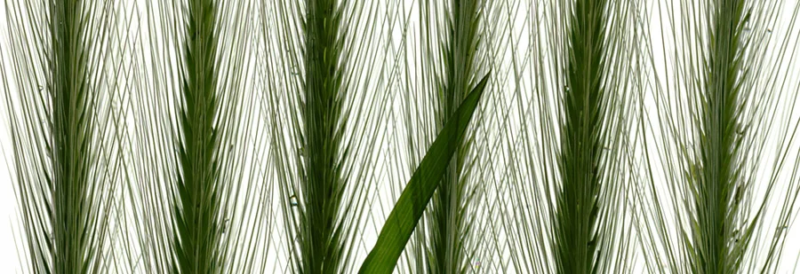 Green Six