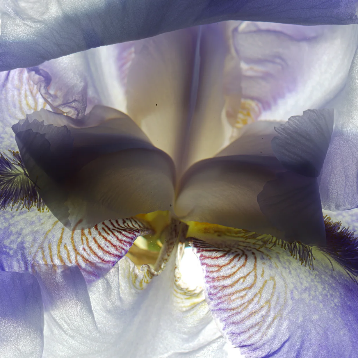 blueiris4.jpg