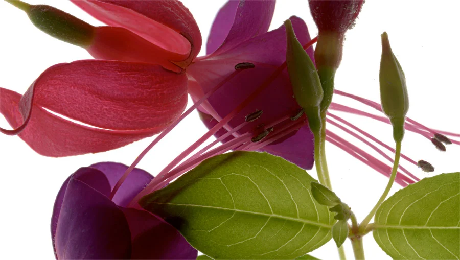 Fuschia_30x50_KirbyJones.jpg
