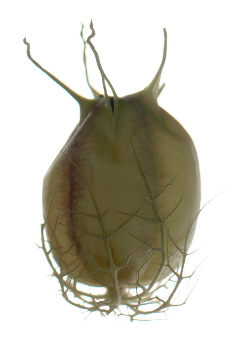 No.173_18x26_KirbyJones.jpg