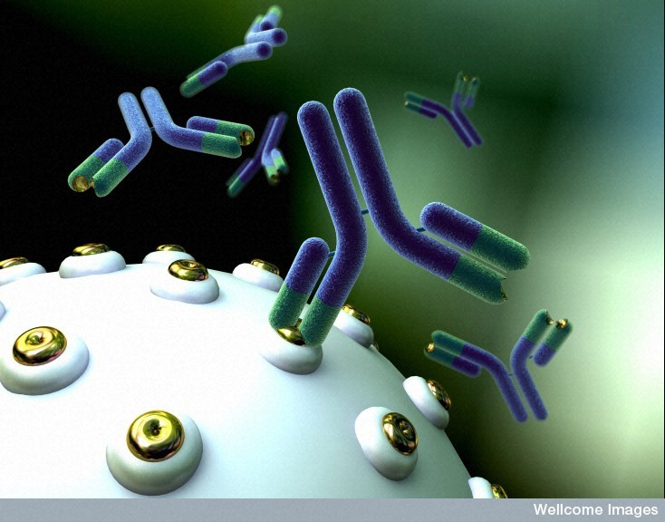 Image credit: Anna Tanczos. Wellcome Images. Antibodies bind to proteins on the surface of a cell.