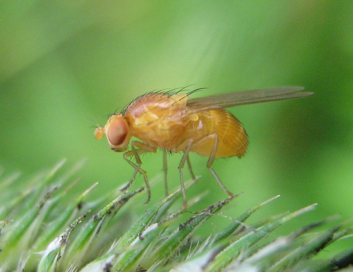 Female fruit fly, Drosophila melanogaster (This work has been released into the public domain by its author, Botaurus at German Wikipedia .)