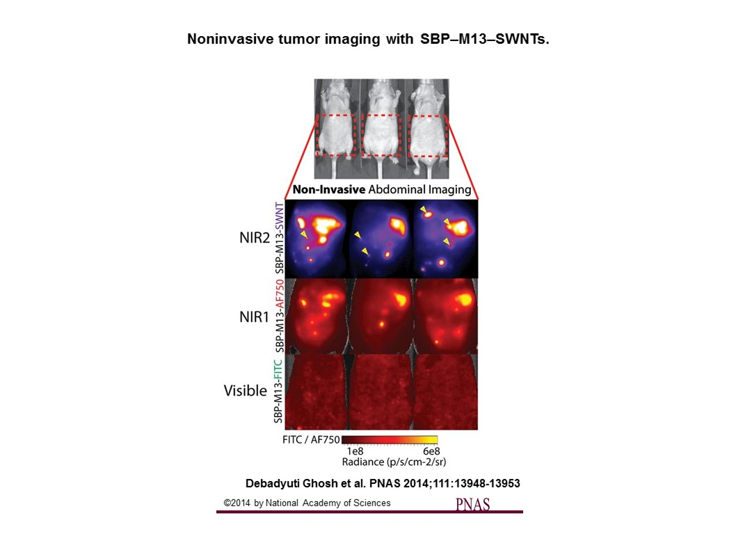 Figure 1: The researchers found that the probe, referred to as SBP-M13-SWNTs, did not photobleach and had a higher signal-to-noise ratio than the other imaging probes.