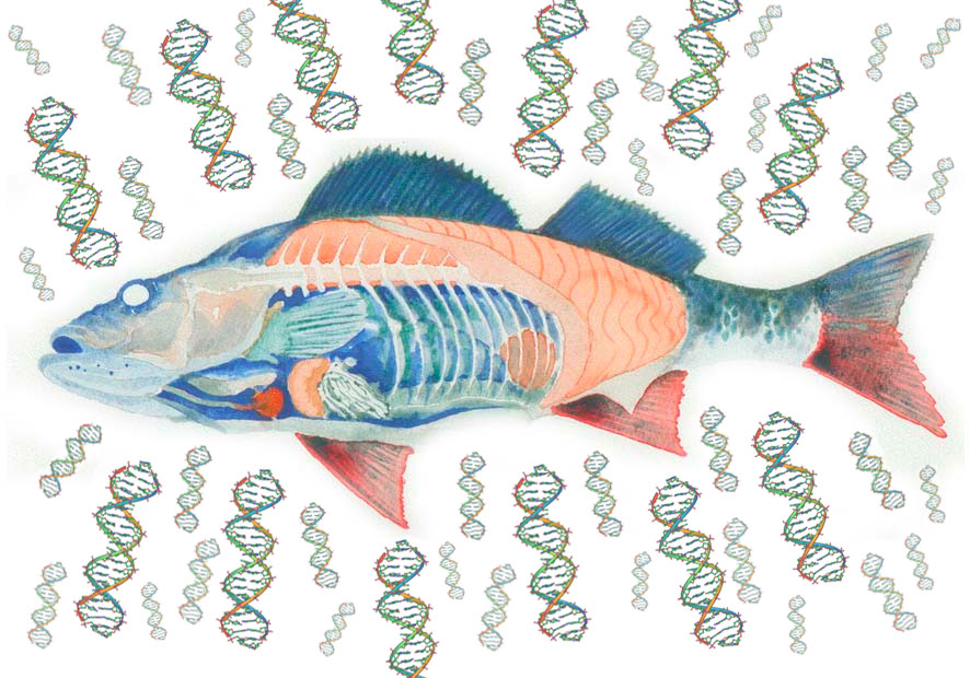 Image credit: “Internal anatomy of a fish (cutaway diagram)” by Alberto Rava is in the public domain. “A section of DNA” by Michael Ströck is licensed under CC Attribution-ShareAlike 3.0. Images modified by Malika Kumar .