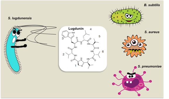 Commensal bacterium S. lugdunensis produces a natural antibiotic, lugdunin, which kills harmful bacteria. Credits: Image compiled by Xin Liu.