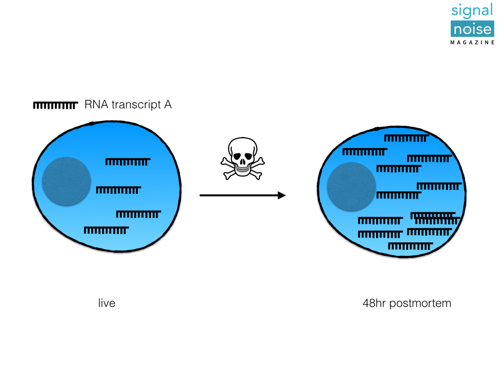 FIGURE 1: ACTIVE TRANSCRIPTION. AFTER THE ORGANISM DIES, THE CELL MAKES MORE COPIES OF RNA TRANSCRIPT A.