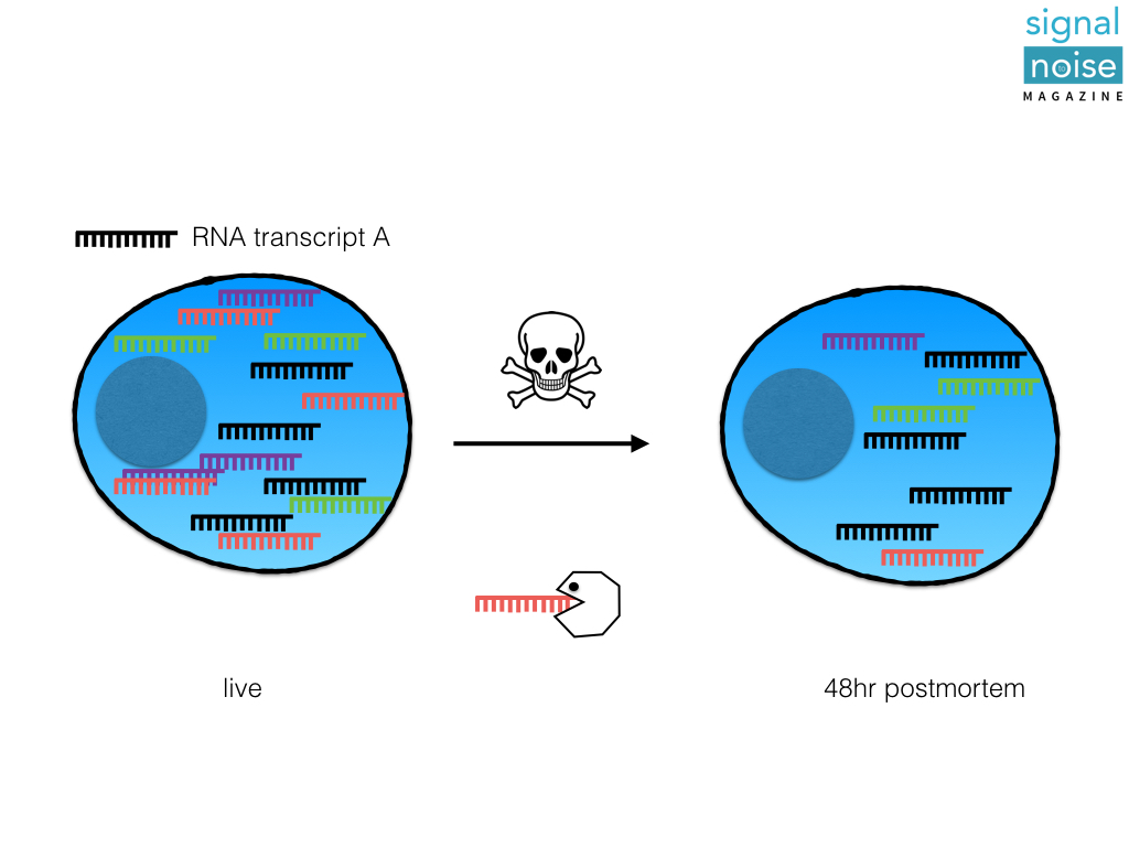 FIGURE 2. DEGRADATION OF OTHER TRANSCRIPTS IN THE POOL MAKE RNA TRANSCRIPT A APPEAR MORE ABUNDANT OVER TIME, THOUGH NO NEW TRANSCRIPTS ARE PRODUCED.