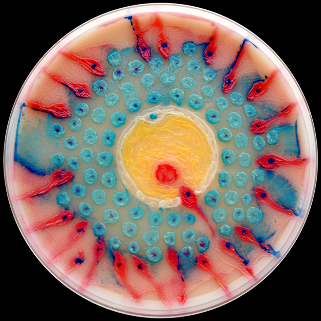 The First Race. Photo credit: Md Zohorul Islam and American Society for Microbiology .