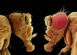 Artificially colored images of fruit flies taken with a scanning electron microscope. (Left) Fruit fly with eyeless mutation and lacking compound eyes. (Right) Normal fruit fly with compound eyes colored in red. (Credit: Jürgen Berger and Ralf Dahm , Max Planck Institute for Developmental Biology, Tübingen, Germany.)