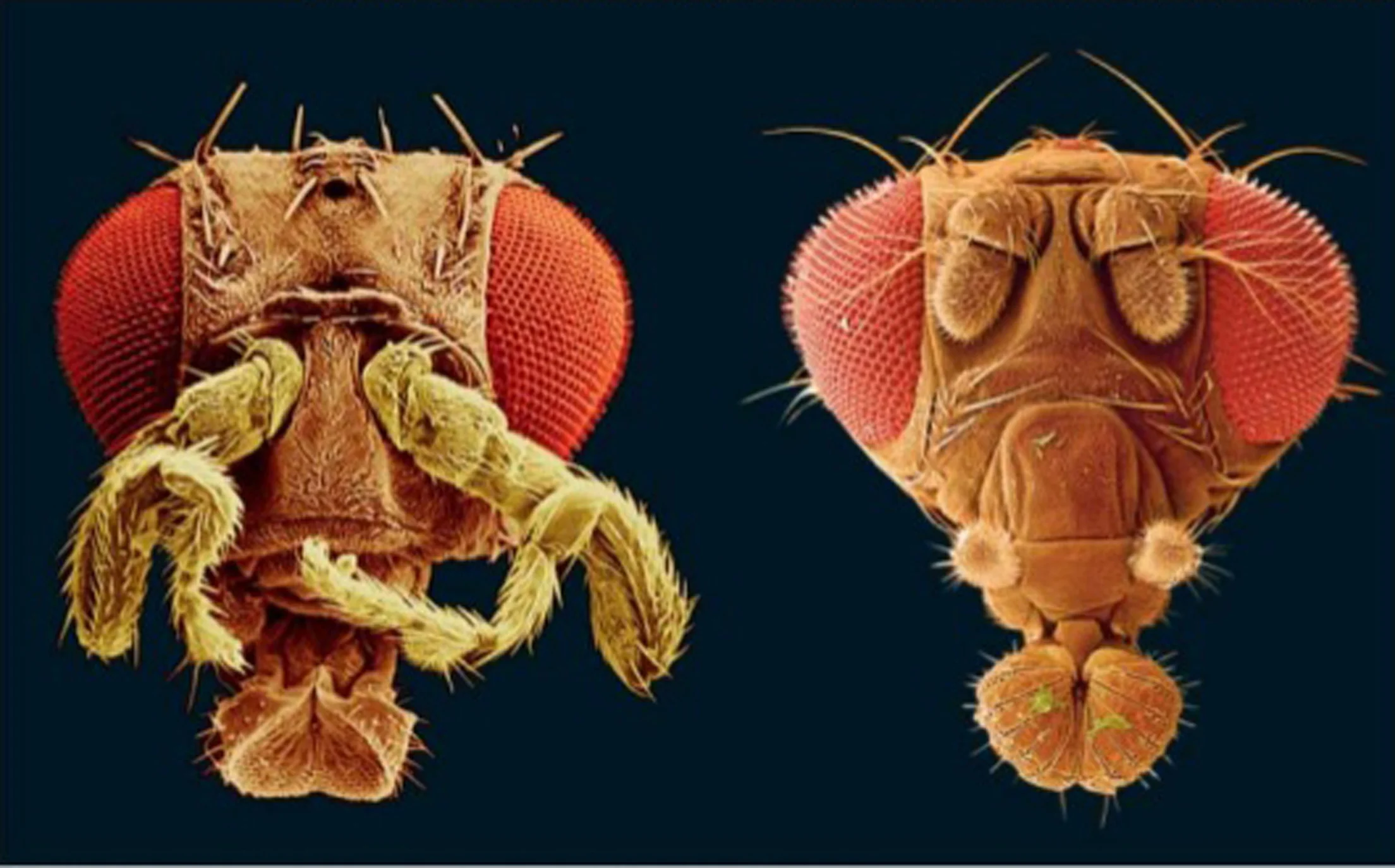 Artificially colored images of fruit flies taken with a scanning electron microscope. (Left) Expression of the gene Antennapedia in antennae as they develop causes them to transform into legs. (Right) Normal fruit fly with properly formed antennae. (Credit: Jürgen Berger, Max Planck Institute for Developmental Biology, Tübingen, Germany.Visuals Unlimited.)