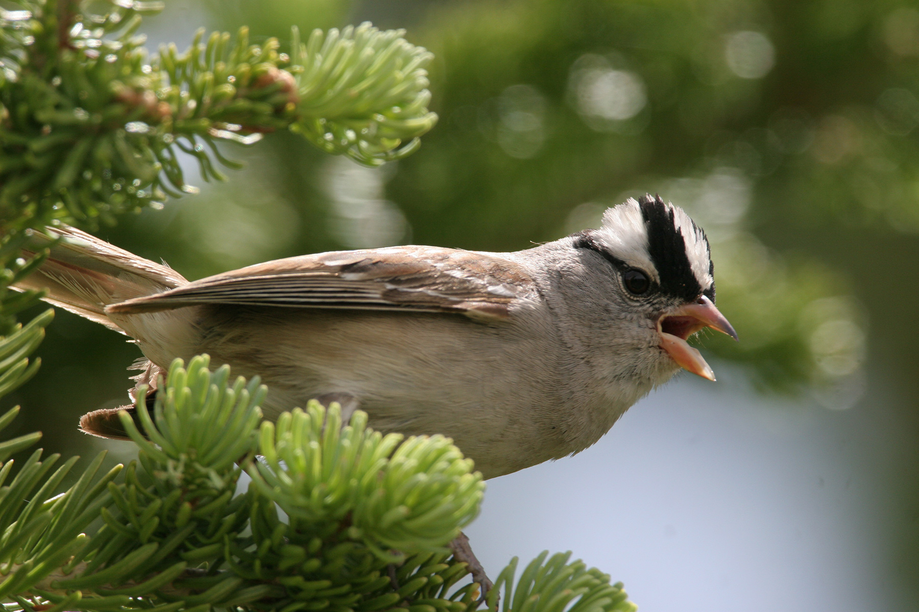 Image Credit: “ WHITE-CROWNED SPARROW ” by Gary L. Clark is licensed under CC-BY-SA-4.0 .
