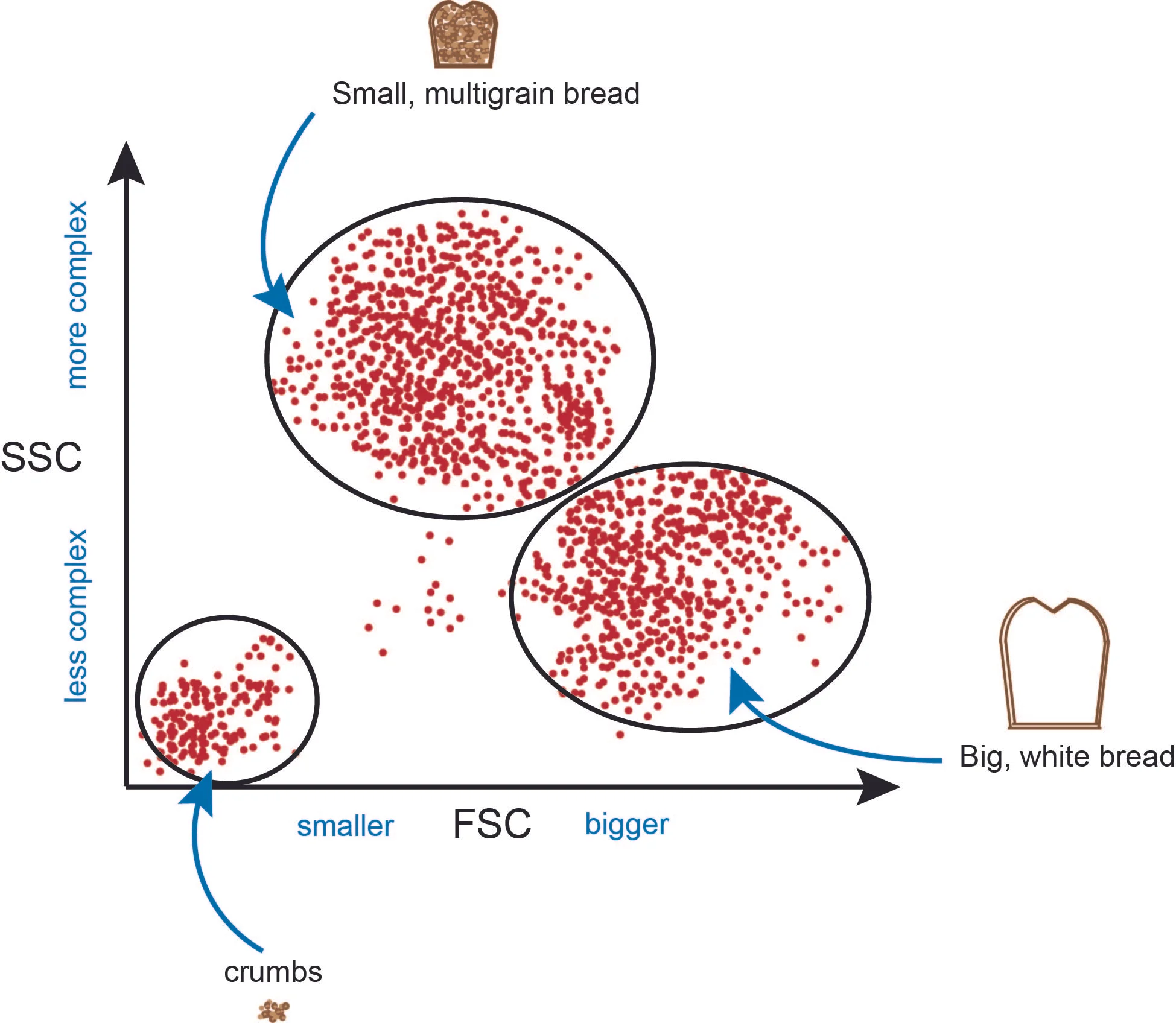 Normal
0
false
false
false
EN-US
JA
X-NONE
/* Style Definitions */
table.MsoNormalTable
{mso-style-name:"Table Normal";
mso-tstyle-rowband-size:0;
mso-tstyle-colband-size:0;
mso-style-noshow:yes;
mso-style-priority:99;
mso-style-parent:"";
mso-padding-alt:0in 5.4pt 0in 5.4pt;
mso-para-margin-top:0in;
mso-para-margin-right:0in;
mso-para-margin-bottom:8.0pt;
mso-para-margin-left:0in;
line-height:107%;
mso-pagination:widow-orphan;
font-size:11.0pt;
font-family:Calibri;
mso-ascii-font-family:Calibri;
mso-ascii-theme-font:minor-latin;
mso-hansi-font-family:Calibri;
mso-hansi-theme-font:minor-latin;}
Figure 1: Forward scatter vs side scatter. Typically, scientists will plot FSC by SSC as a first pass look at the items that make up their population. On the X-axis (FSC), individual events go from small to large, and on the Y-axis (SSC) individual events go from less complex to more complex. (Credit: Lynnea Waters)