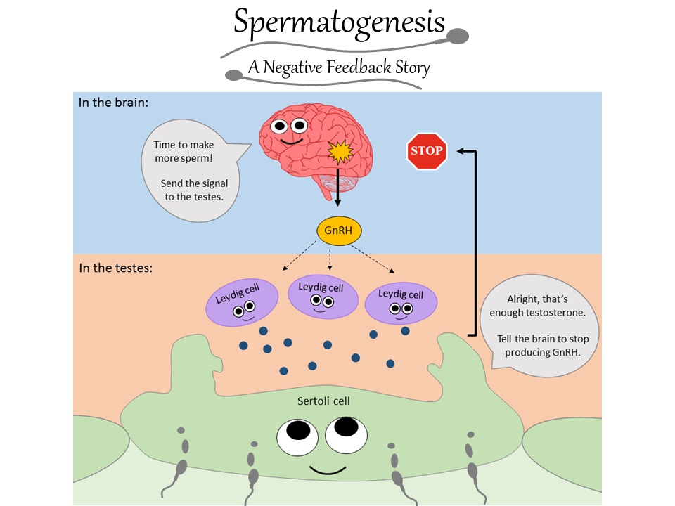 Figure 1: The negative feedback loop of sperm production. (Image credit and compiled by Stephanie DeMarco)