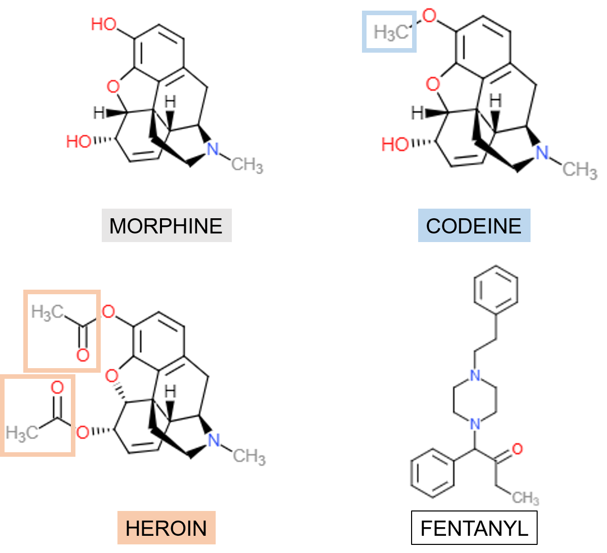 Figure 1. The chemical structures of codeine, morphine, heroin, and fentanyl with functional groups highlighted. Morphine and heroin are structural derivatives of the less potent drug codeine, and possess a hydroxyl group (-OH) or acetyl group (-C2H3O, boxed in orange) respectively, in contrast to the methyl group (-CH3, boxed in blue) in the same position for codeine. Because fentanyl is a synthetic opioid created by chemists in the laboratory, its structure appears to be vastly different from the other natural or semi-synthetic opioids presented here. However, the core nitrogen containing ring (-N) is still present in fentanyl which allows it to effectively bind the m-receptor. Image credit: Kristina Garske